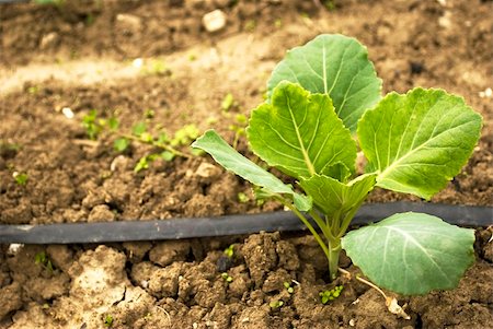 simsearch:400-04882980,k - fresh green cabbage in a garden Photographie de stock - Aubaine LD & Abonnement, Code: 400-04862475