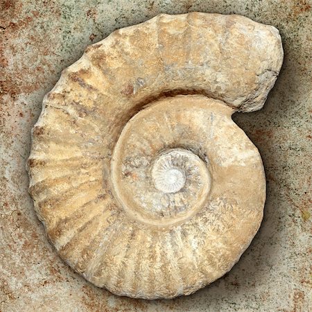 fossil spiral snail stone real ancient petrified shell over limestone Stock Photo - Budget Royalty-Free & Subscription, Code: 400-04862630