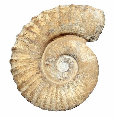 fossil - fossil spiral snail stone real ancient petrified shell isolated on white Stock Photo - Budget Royalty-Free & Subscription, Code: 400-04862632