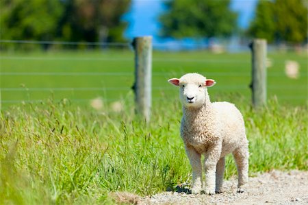 Young lamb on the road after escaping the fences Stock Photo - Budget Royalty-Free & Subscription, Code: 400-04863208