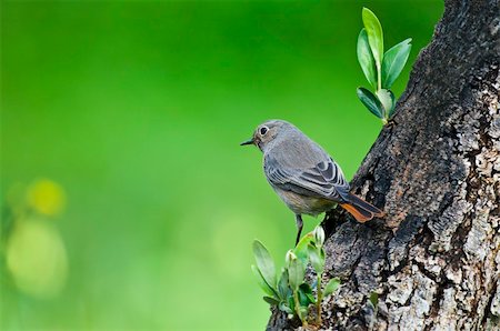 simsearch:400-04604339,k - little bird on the tree olive Stock Photo - Budget Royalty-Free & Subscription, Code: 400-04863627