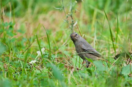simsearch:400-04604339,k - little bird on the grass green Stock Photo - Budget Royalty-Free & Subscription, Code: 400-04863629