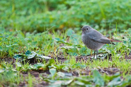 simsearch:400-04604339,k - little bird on the grass green Stock Photo - Budget Royalty-Free & Subscription, Code: 400-04863631