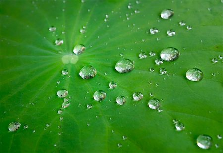 Drop of water on Green lotus leaf Stock Photo - Budget Royalty-Free & Subscription, Code: 400-04874949