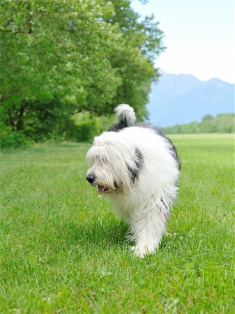 simsearch:400-04875272,k - Big bobtail old english sheepdog breed dog outdoors on a field Stock Photo - Budget Royalty-Free & Subscription, Code: 400-04875271
