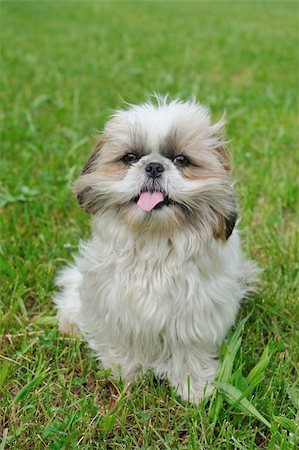simsearch:400-04312760,k - Cute funny shih tzu breed dog outdoors in a park Stock Photo - Budget Royalty-Free & Subscription, Code: 400-04875272