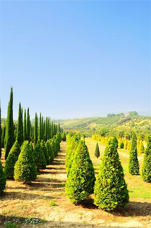 simsearch:400-04882980,k - Cypress Trees in The Nursery Garden in Tuscany, Italy Photographie de stock - Aubaine LD & Abonnement, Code: 400-04876075