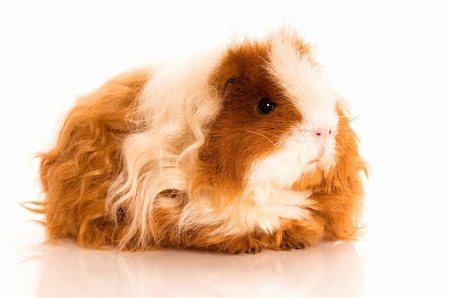 long hair guinea pig isolated on the white background Stock Photo - Budget Royalty-Free & Subscription, Code: 400-04876880
