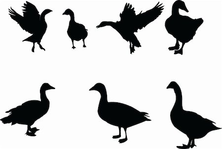 drake - goose collection - vector Stock Photo - Budget Royalty-Free & Subscription, Code: 400-04877576