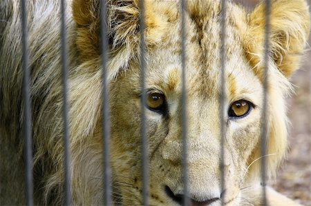 fence painting - Lion in the Zoo Stock Photo - Budget Royalty-Free & Subscription, Code: 400-04878003