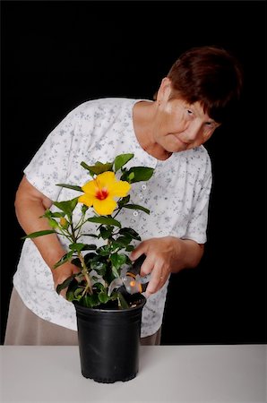 A Senior woman tending to a hibiscus Stock Photo - Budget Royalty-Free & Subscription, Code: 400-04878529