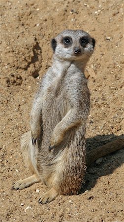 Meerkat animal Stock Photo - Budget Royalty-Free & Subscription, Code: 400-04879400