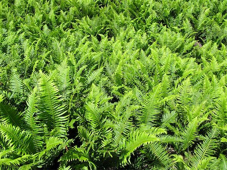 simsearch:400-04701752,k - green fern leaves in the underwood of an eucalyptus forest in australia Photographie de stock - Aubaine LD & Abonnement, Code: 400-04879821