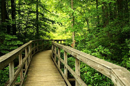 a Wooden bridge through the forest Stock Photo - Budget Royalty-Free & Subscription, Code: 400-04879869