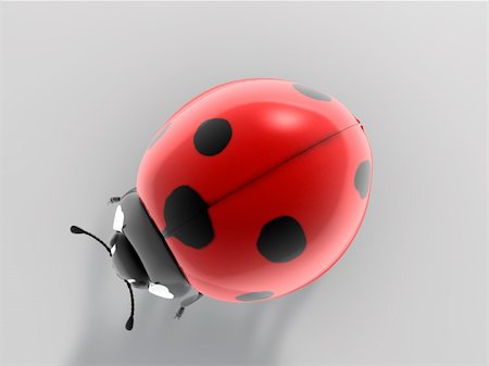 simsearch:400-04920020,k - ladybug Foto de stock - Super Valor sin royalties y Suscripción, Código: 400-04870678