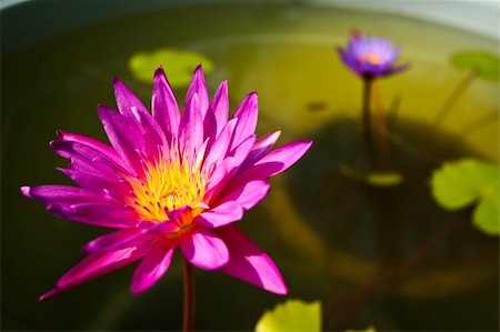 pink lotus flower blooming in a basin Stock Photo - Budget Royalty-Free & Subscription, Code: 400-04870854