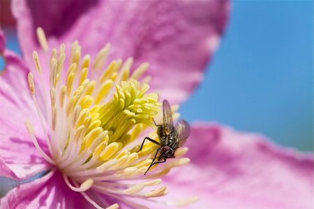 Clematis flower with a Fly perched closeup Stock Photo - Budget Royalty-Free & Subscription, Code: 400-04871134