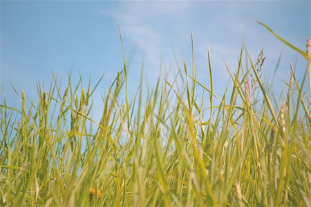simsearch:400-05362449,k - Green grass and blue sky - Nature background. Stock Photo - Budget Royalty-Free & Subscription, Code: 400-04872194