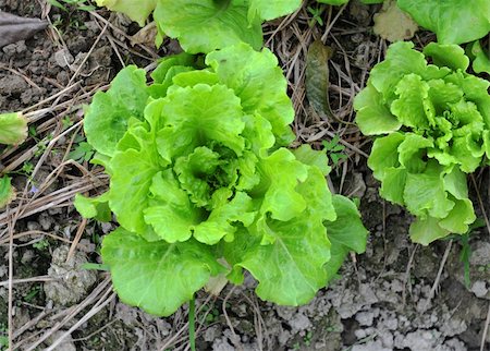 simsearch:400-04882980,k - healthy lettuce growing in the soil Photographie de stock - Aubaine LD & Abonnement, Code: 400-04873569
