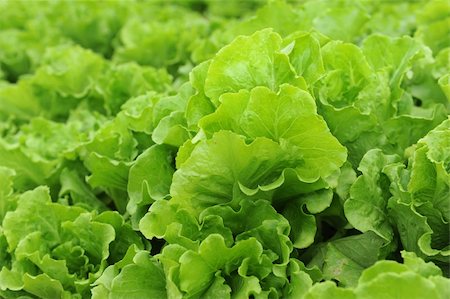 simsearch:400-04882980,k - healthy lettuce growing in the soil Photographie de stock - Aubaine LD & Abonnement, Code: 400-04873574