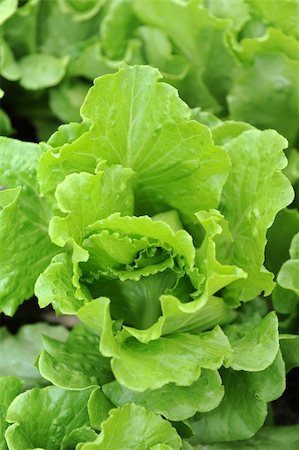 simsearch:400-04882980,k - healthy lettuce growing in the soil Photographie de stock - Aubaine LD & Abonnement, Code: 400-04873576
