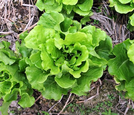 simsearch:400-04882980,k - healthy lettuce growing in the soil Photographie de stock - Aubaine LD & Abonnement, Code: 400-04873578