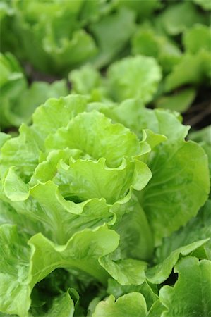 simsearch:400-04882980,k - healthy lettuce growing in the soil Photographie de stock - Aubaine LD & Abonnement, Code: 400-04873570