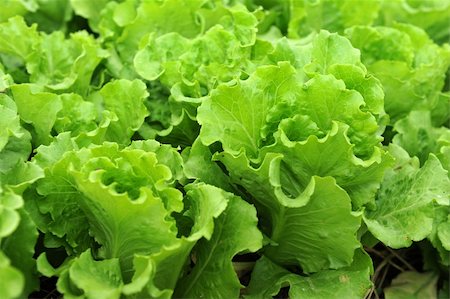 simsearch:400-04882980,k - healthy lettuce growing in the soil Photographie de stock - Aubaine LD & Abonnement, Code: 400-04873571