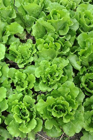 simsearch:400-04882980,k - healthy lettuce growing in the soil Photographie de stock - Aubaine LD & Abonnement, Code: 400-04873572