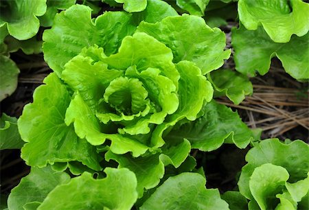 simsearch:400-04882980,k - healthy lettuce growing in the soil Photographie de stock - Aubaine LD & Abonnement, Code: 400-04873573