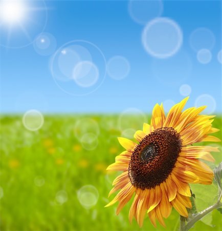 simsearch:400-06141235,k - Sunflower against blurred nature spring bokeh background Stock Photo - Budget Royalty-Free & Subscription, Code: 400-04873598
