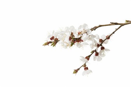 Branch with blossom flowers. Isolated over white Stock Photo - Budget Royalty-Free & Subscription, Code: 400-04873692