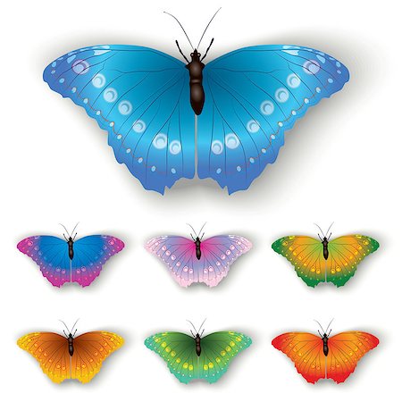 simsearch:400-06101053,k - color butterflies isolated on a white background Photographie de stock - Aubaine LD & Abonnement, Code: 400-04885083