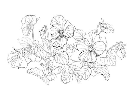 simsearch:400-04776674,k - viola flowers drawing on white background Stock Photo - Budget Royalty-Free & Subscription, Code: 400-04885349