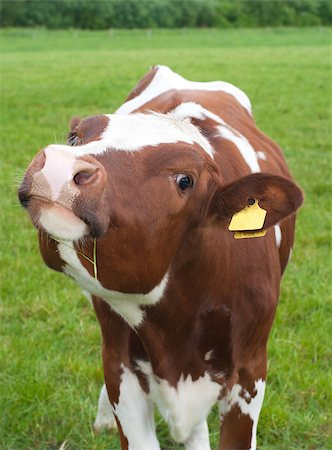 simsearch:400-05669603,k - curious brown frisian calf in a dutch meadow Photographie de stock - Aubaine LD & Abonnement, Code: 400-04885623