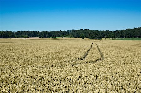 simsearch:400-04794343,k - An image of a wheat field in bavaria germany Stock Photo - Budget Royalty-Free & Subscription, Code: 400-04885823