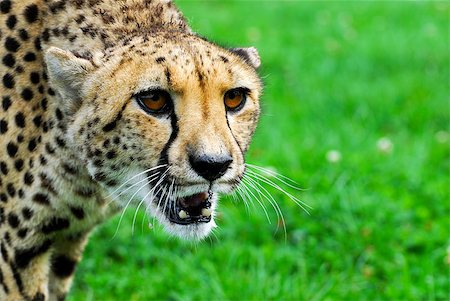 Cheetah  - Wildlife Park, New Zealand Stock Photo - Budget Royalty-Free & Subscription, Code: 400-04886128