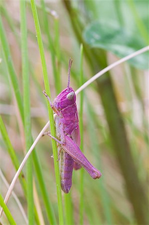 Pink Grasshopper adult common green grasshopper, which has been born pink. Stock Photo - Budget Royalty-Free & Subscription, Code: 400-04886976