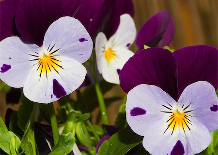 A Beautiful Pansy Viola plant close up Stock Photo - Budget Royalty-Free & Subscription, Code: 400-04886970