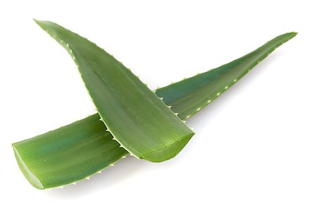 sensitive - aloe vera green leaves isolated on white background Stock Photo - Budget Royalty-Free & Subscription, Code: 400-04887108