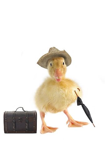 drake - small duck in straw hat on white background Stock Photo - Budget Royalty-Free & Subscription, Code: 400-04887299