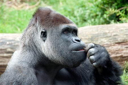 silverback - Gorilla with bown eyes thinking what to do Stock Photo - Budget Royalty-Free & Subscription, Code: 400-04880113