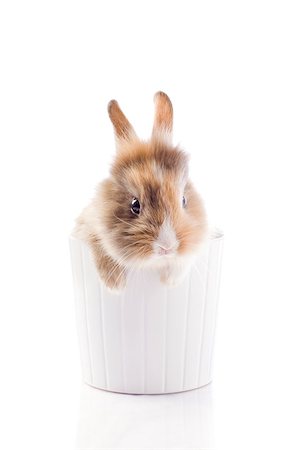 photo of adorable dwarf rabbit with lion's head on white isolated background Stock Photo - Budget Royalty-Free & Subscription, Code: 400-04882391