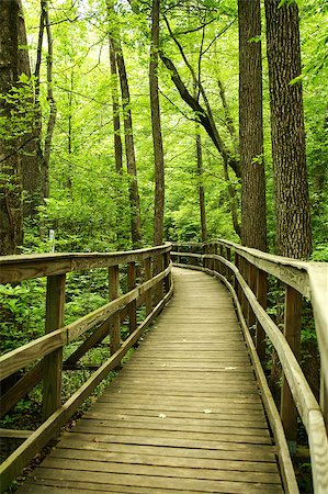 a Wooden bridge through the forest Stock Photo - Budget Royalty-Free & Subscription, Code: 400-04883035