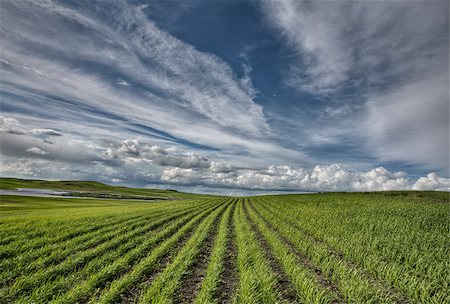 potato field - Newly Planted Crop in Saskatchewan Canada summer Stock Photo - Budget Royalty-Free & Subscription, Code: 400-04883757