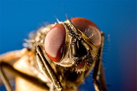 simsearch:400-04698964,k - Horse fly with black background with head in focus. Photographie de stock - Aubaine LD & Abonnement, Code: 400-04894492