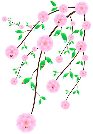 sakura petals vector - Wild pink cherry with water droplets and ladybirds Stock Photo - Budget Royalty-Free & Subscription, Code: 400-04895170