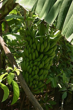 Banana tree on a plantation in the Dominican Republic Stock Photo - Budget Royalty-Free & Subscription, Code: 400-04896054
