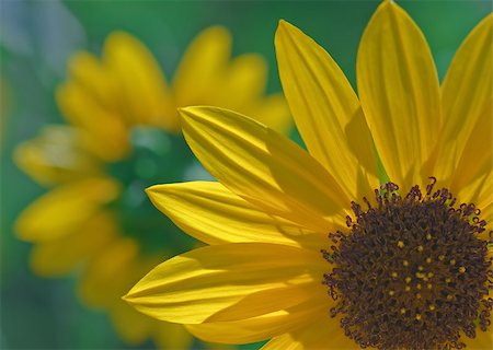 simsearch:400-05671297,k - A sunflower macro with a smaller flower at the backround Stock Photo - Budget Royalty-Free & Subscription, Code: 400-04896122