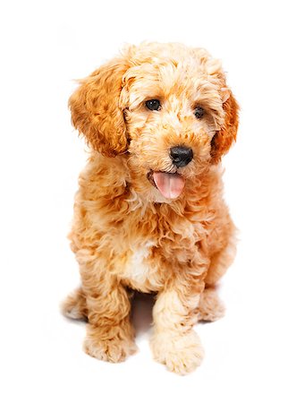 simsearch:400-04312760,k - Apricot poodle puppy isolated over white Stock Photo - Budget Royalty-Free & Subscription, Code: 400-04896384